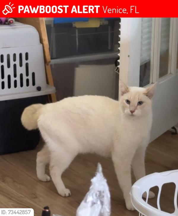 Lost Male Cat last seen venice gardens civic center, Venice, FL 34293