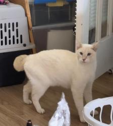 Lost Male Cat last seen venice gardens civic center, Venice, FL 34293