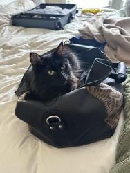 Lost Male Cat last seen NW Erin Ct, NW Silas Pl, alley behind 1570 NW Erin Ct, Bend, OR 97703