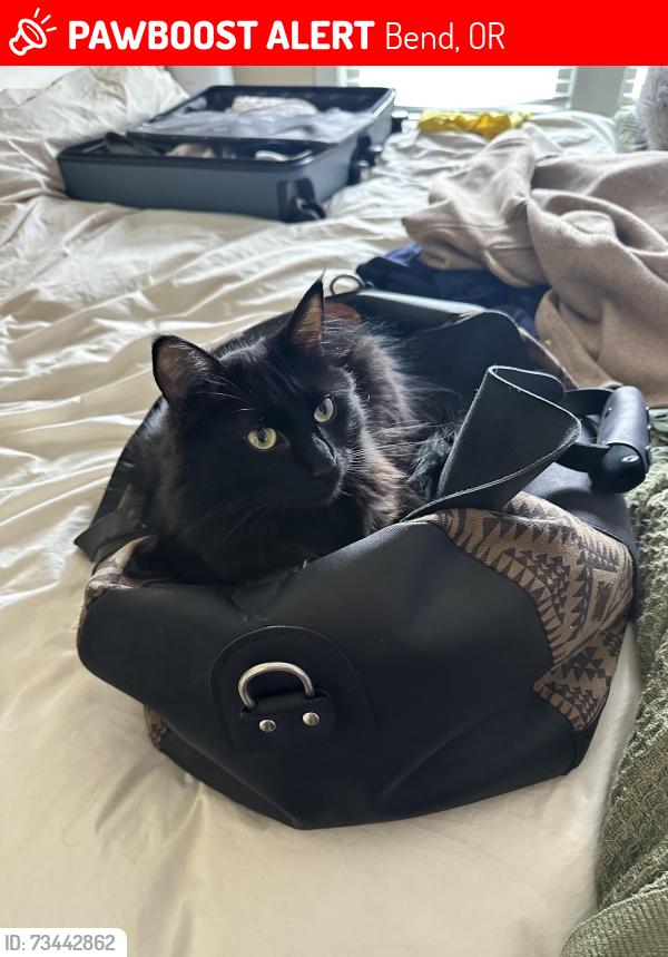 Lost Male Cat last seen NW Erin Ct, NW Silas Pl, alley behind 1570 NW Erin Ct, Bend, OR 97703