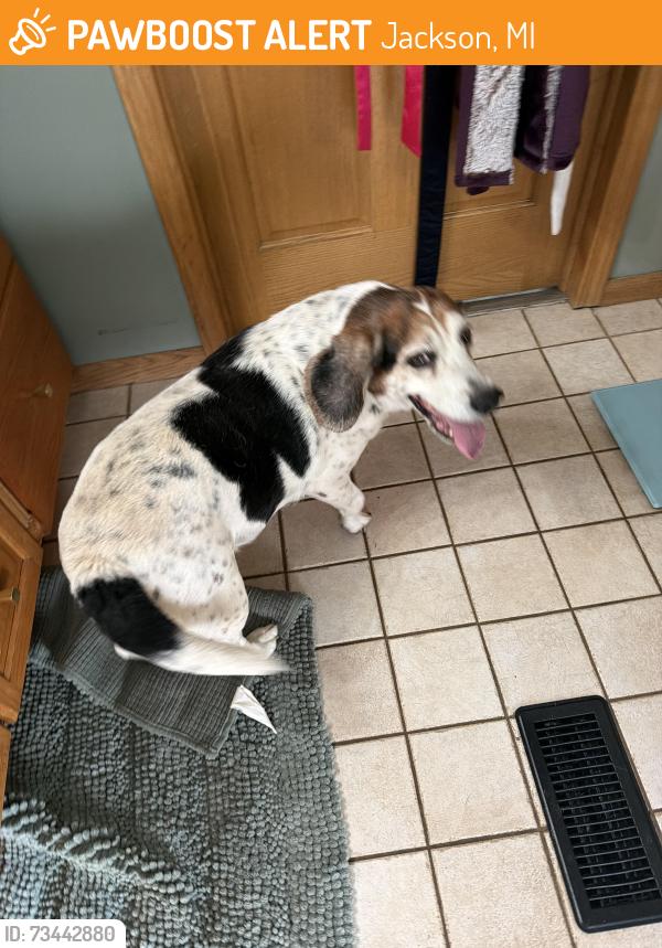 Found/Stray Male Dog last seen Lansing Ave, Jackson, MI 49202