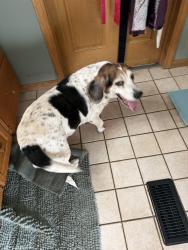 Found/Stray Male Dog last seen Lansing Ave, Jackson, MI 49202