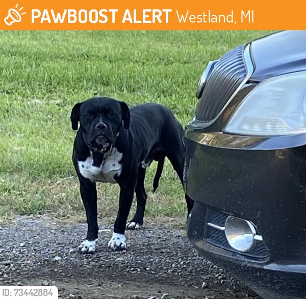 Found/Stray Unknown Dog last seen Inkster park. John Daly st and Michigan avenue, Westland, MI 48186