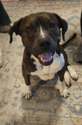 Found/Stray Male Dog last seen Rock Creek Rd, Sylvan Springs, AL 35118