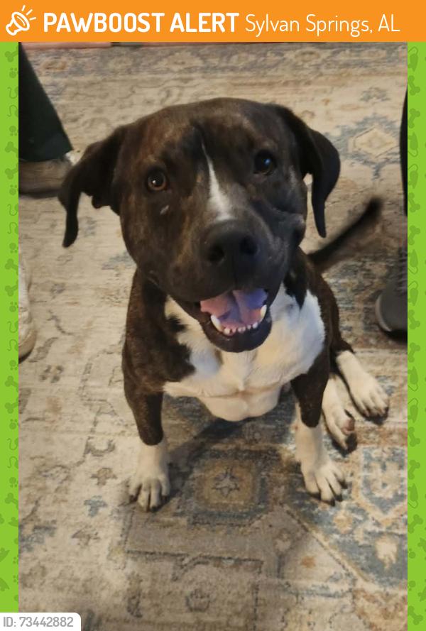 Found/Stray Male Dog last seen Rock Creek Rd, Sylvan Springs, AL 35118