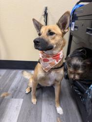 Reunited Female Dog last seen Verde and Sleeping Indian, Fallbrook, CA 92028