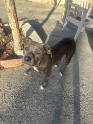 Found/Stray Female Dog last seen On Desmond St near Telfair Ave, Los Angeles, CA 91331