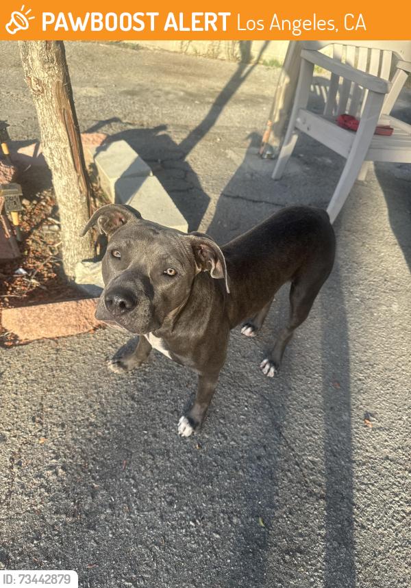 Found/Stray Female Dog last seen On Desmond St near Telfair Ave, Los Angeles, CA 91331