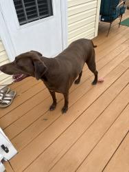 Found/Stray Male Dog last seen Apple Ave, Hampton, VA 23661