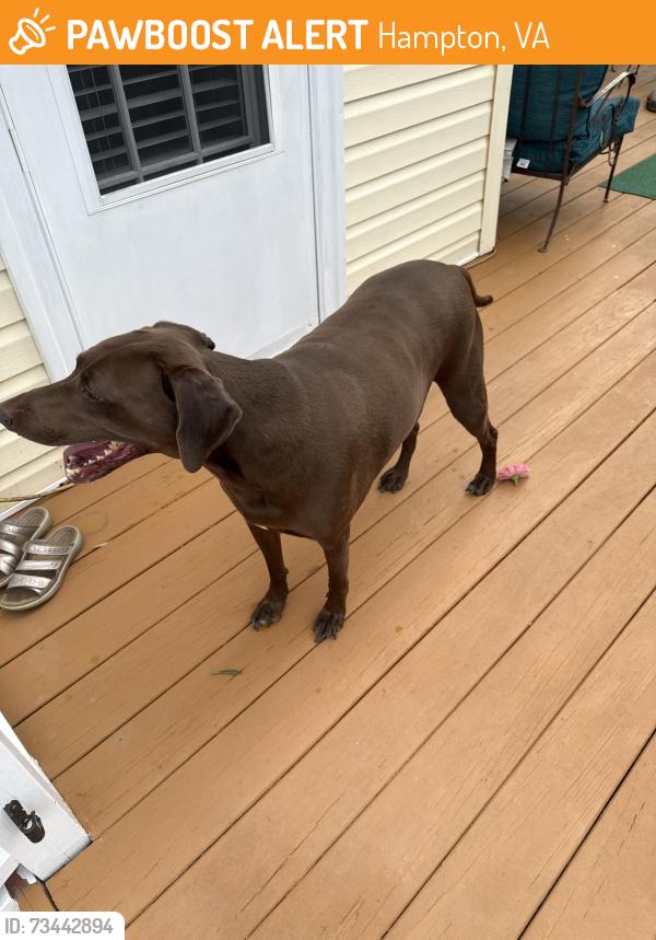 Found/Stray Male Dog last seen Apple Ave, Hampton, VA 23661