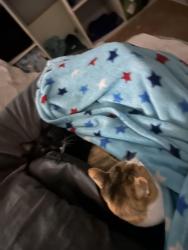 Lost Male Cat last seen Mannalack Lane Summerhill Boulevard Drouin, Drouin, VIC 3818