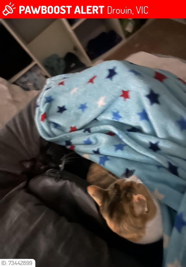 Lost Male Cat last seen Mannalack Lane Summerhill Boulevard Drouin, Drouin, VIC 3818
