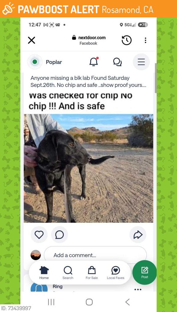 Found/Stray Female Dog last seen Feliste, Rosamond, CA 93560