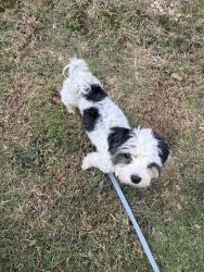 Found/Stray Male Dog last seen On 23rd street bridge headed to downtown tulsa, Tulsa, OK 74107