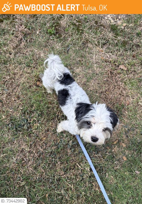 Found/Stray Male Dog last seen On 23rd street bridge headed to downtown tulsa, Tulsa, OK 74107