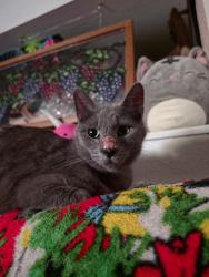 Lost Male Cat last seen Ocean Spring and Mountain Spring streets. Neighborhood is smaller, San Antonio, TX 78249