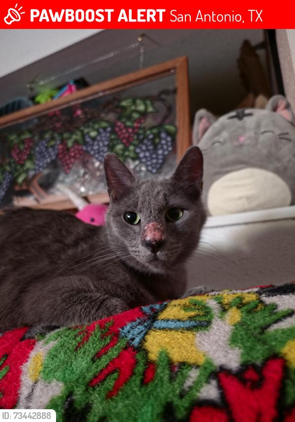 Lost Male Cat last seen Ocean Spring and Mountain Spring streets. Neighborhood is smaller, San Antonio, TX 78249