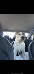 Lost Male Dog last seen Near, Wanette, OK 74878