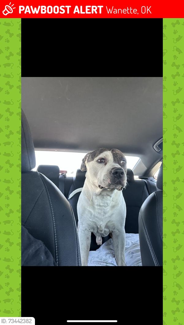 Lost Male Dog last seen Near, Wanette, OK 74878