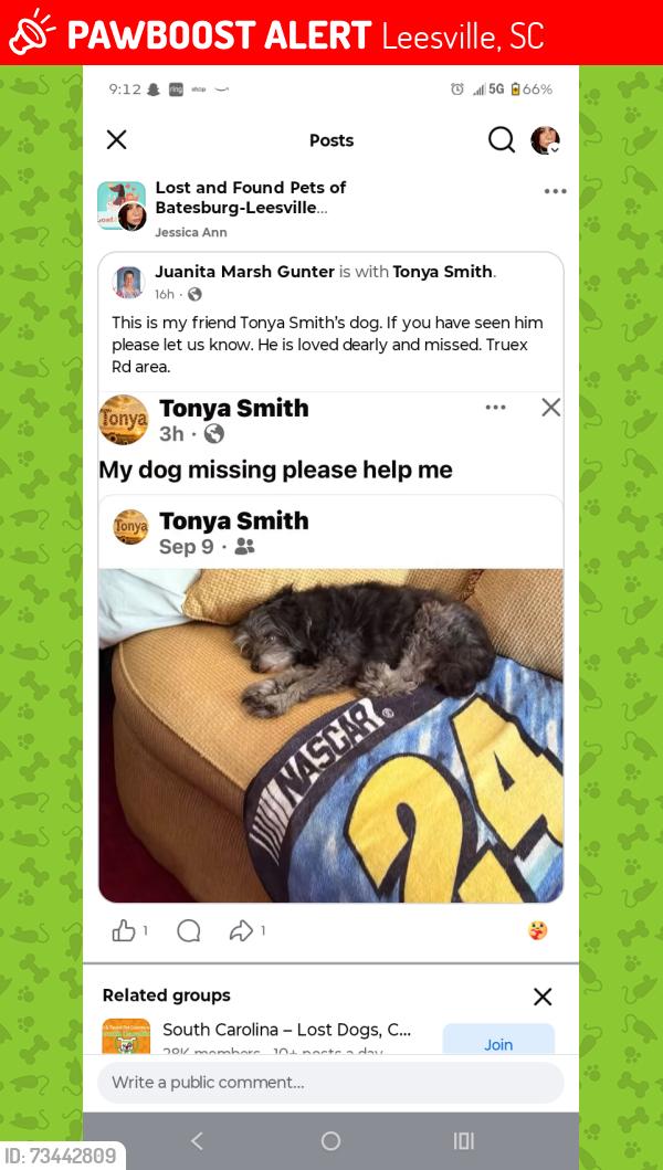 Lost Male Dog last seen Truex rd leesville, Leesville, SC 29070