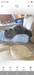 Lost Male Cat last seen LAKESIDE, Frederick County, VA 22655
