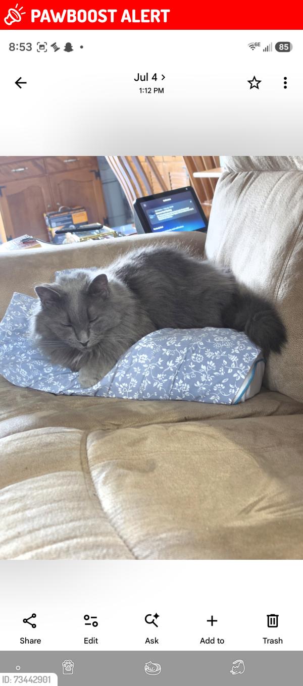 Lost Male Cat last seen LAKESIDE, Frederick County, VA 22655