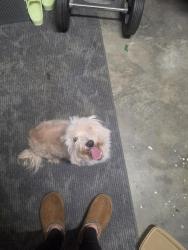 Found/Stray Male Dog last seen Community Dr, Pensacola, FL 32526