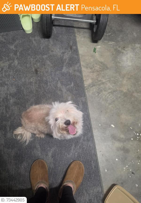 Found/Stray Male Dog last seen Community Dr, Pensacola, FL 32526