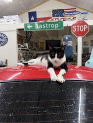 Lost Male Cat last seen Last seen laying in our gravel driveway, Fischer, TX 78623