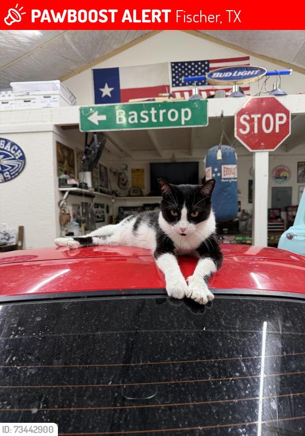 Lost Male Cat last seen Last seen laying in our gravel driveway, Fischer, TX 78623