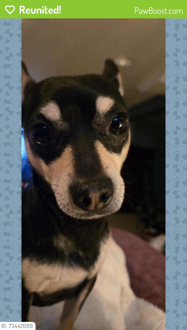 Reunited Male Dog last seen Temple dr Aliquippa, Aliquippa, PA 15001