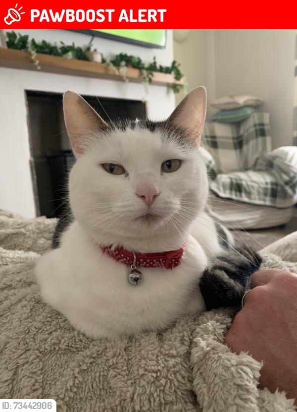 Lost Female Cat last seen Bd40sj, West Yorkshire, England BD4 0SJ