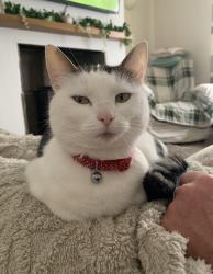 Lost Female Cat last seen Bd40sj, West Yorkshire, England BD4 0SJ