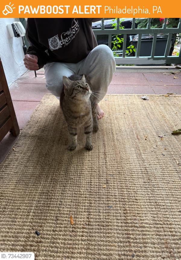 Found/Stray Unknown Cat last seen Walnut Ln. & McCallum St., Philadelphia, PA 19144