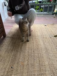 Found/Stray Unknown Cat last seen Walnut Ln. & McCallum St., Philadelphia, PA 19144