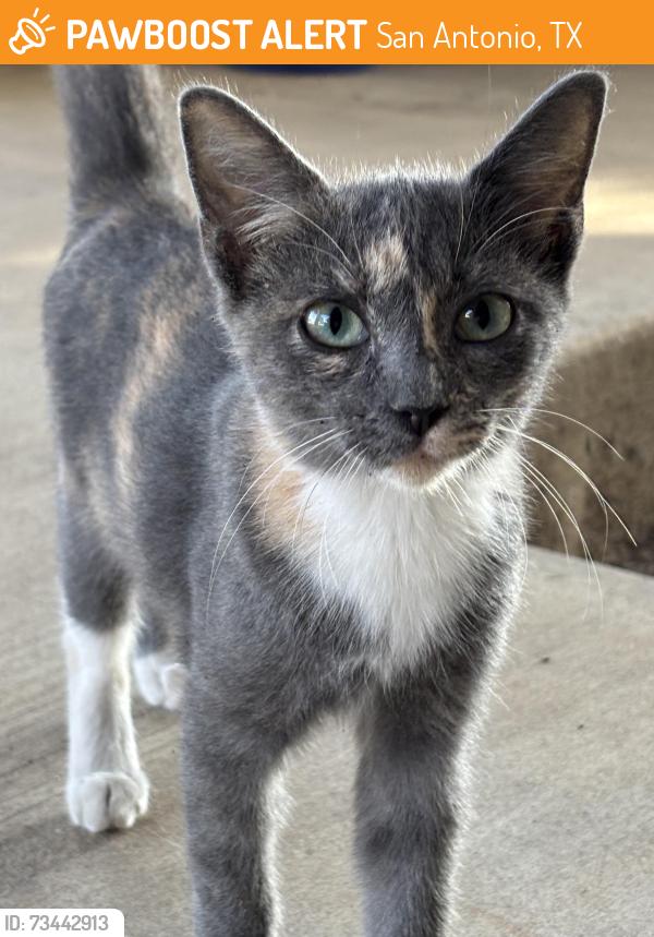 Found/Stray Unknown Cat last seen W Ansley Blvd, San Antonio, TX 78224