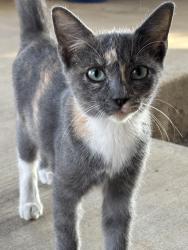 Found/Stray Unknown Cat last seen W Ansley Blvd, San Antonio, TX 78224