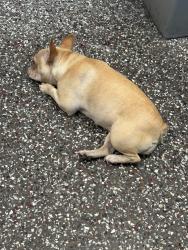Found/Stray Female Dog last seen Cypress & powerline, Fort Lauderdale, FL 33309