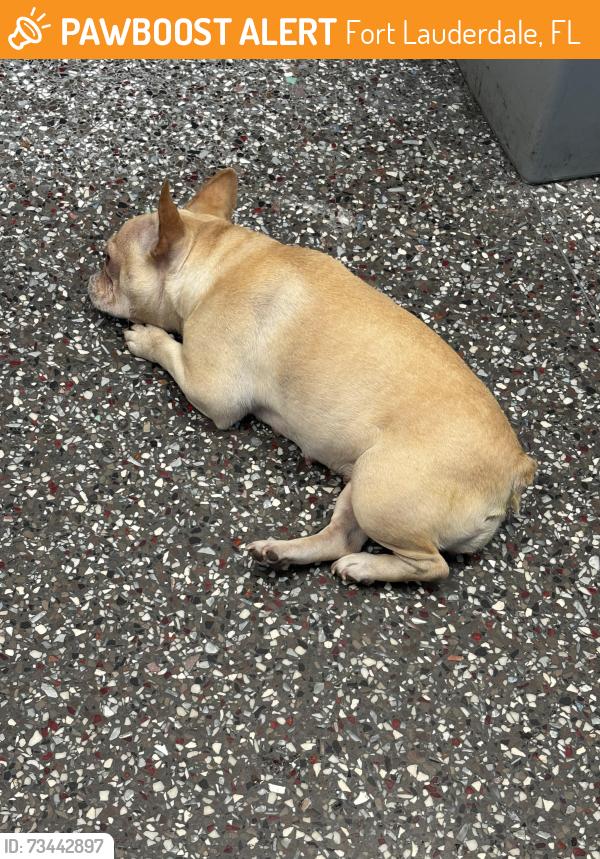 Found/Stray Female Dog last seen Cypress & powerline, Fort Lauderdale, FL 33309