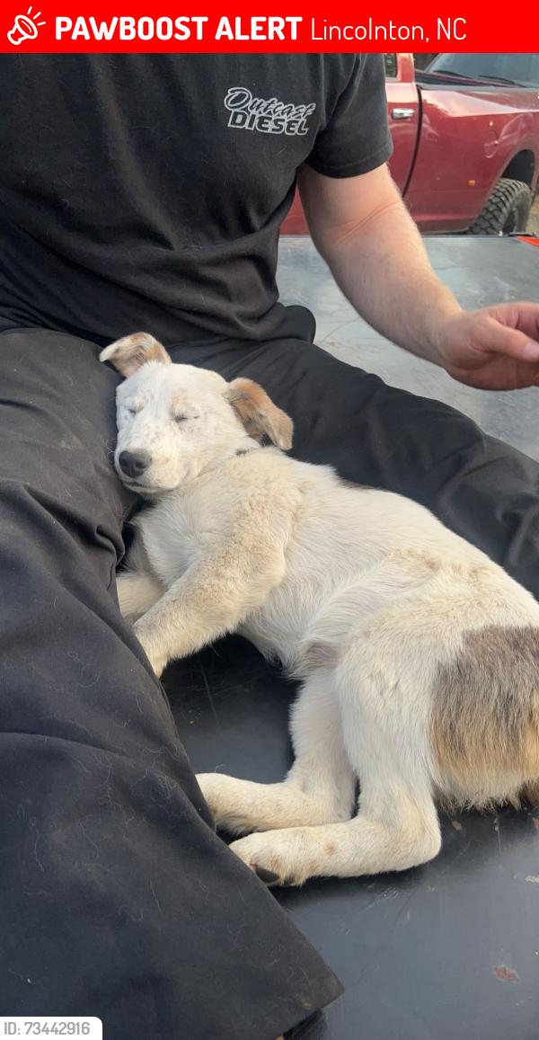 Lost Female Dog last seen Jerry’s one stop, Lincolnton, NC 28092