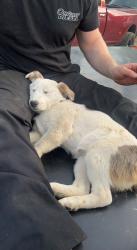 Lost Female Dog last seen Jerry’s one stop, Lincolnton, NC 28092