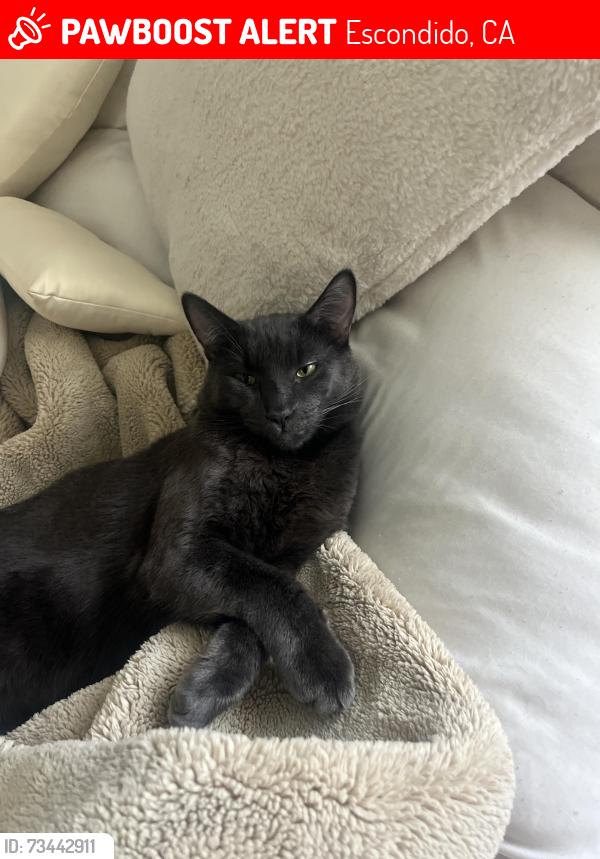 Lost Male Cat last seen Near Gale st, Escondido, CA 92027