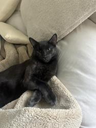 Lost Male Cat last seen Near Gale st, Escondido, CA 92027