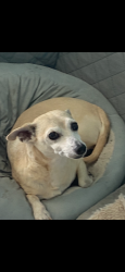 Reunited Male Dog last seen Wurst road and Lakewood in ocoee florida, Ocoee, FL 34761