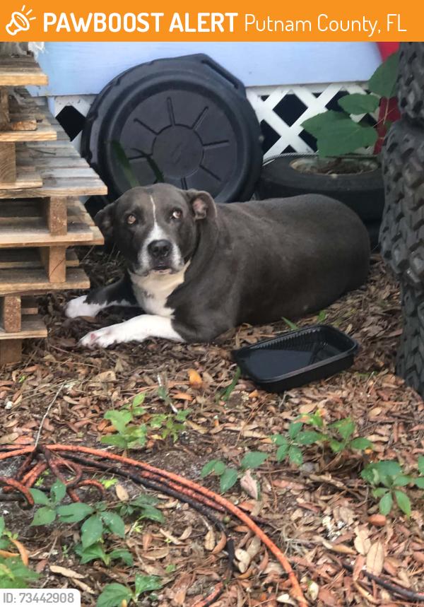 Found/Stray Male Dog last seen old woods rd Interlachen, fl 32148, Putnam County, FL 32148