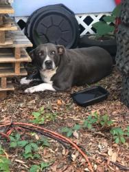Found/Stray Male Dog last seen old woods rd Interlachen, fl 32148, Putnam County, FL 32148