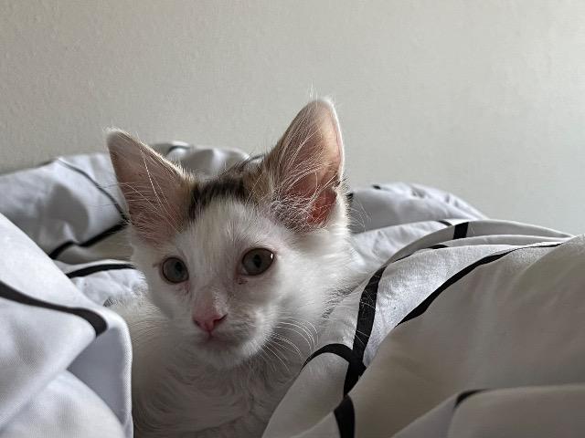 Shelter Stray Female Cat last seen Bexar County, 3353 Morningside Dr, New Braunfels, TX 78132, USA
