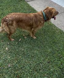 Found/Stray Male Dog last seen Hulen Park Cir and Marsh Ln, Fort Worth, TX 76123