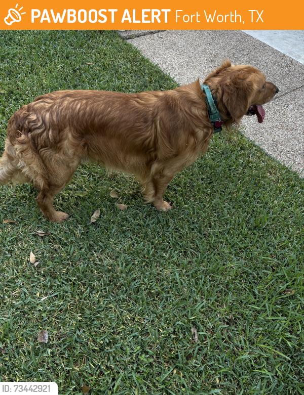 Found/Stray Male Dog last seen Hulen Park Cir and Marsh Ln, Fort Worth, TX 76123