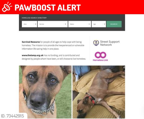 Lost Female Dog last seen Unknown, Bradford on Avon, England BA15 1LN